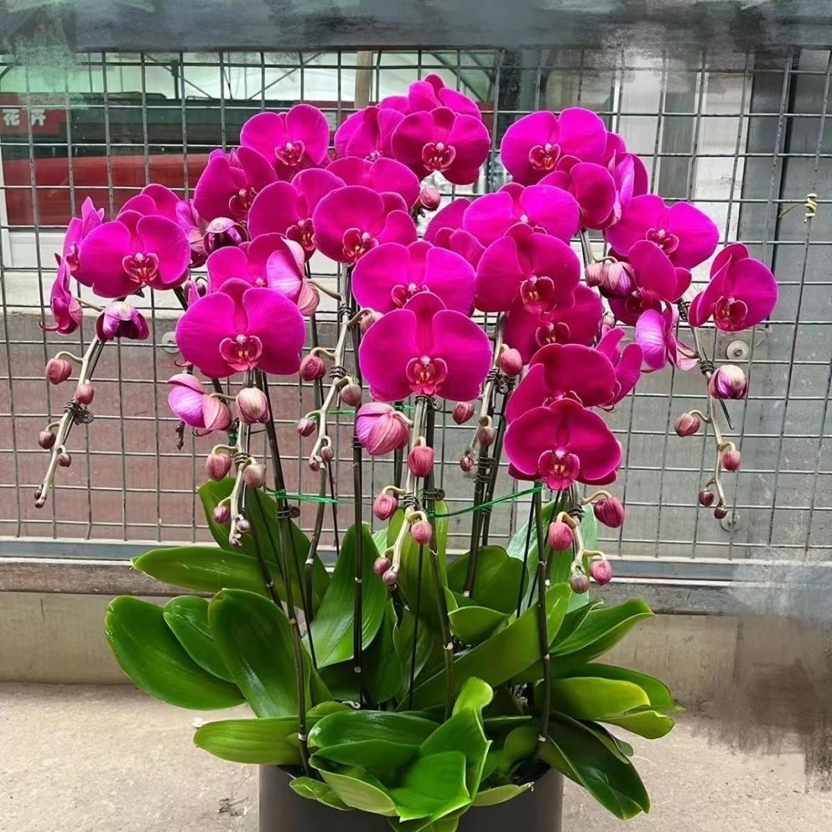 蝴蝶兰清仓2.8寸带花剑超