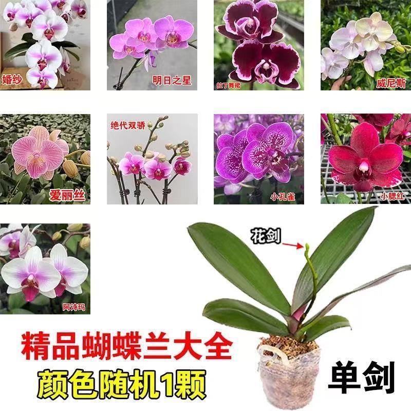 基地直发高档蝴蝶兰水养