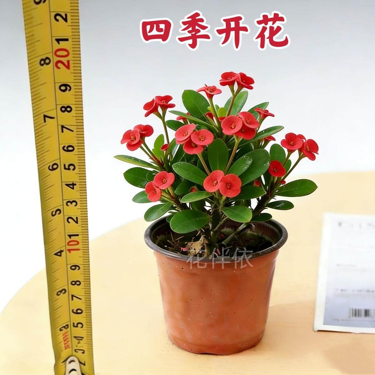 虎刺梅盆栽开花植物办公