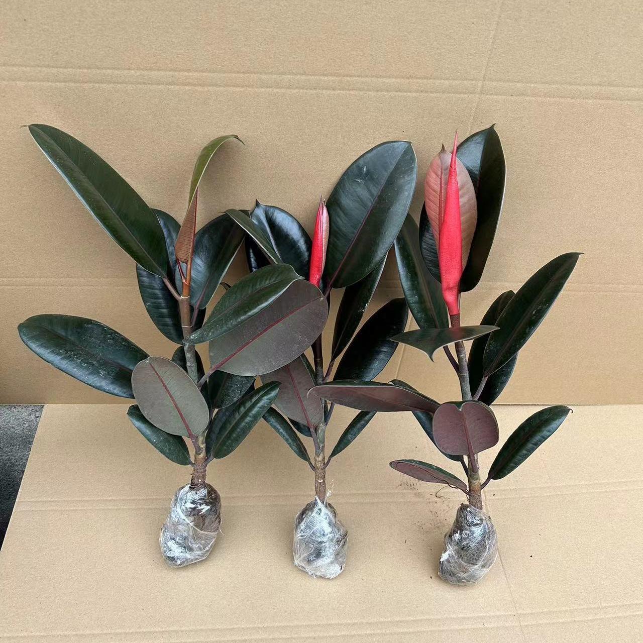 黑金刚盆栽室内橡皮树客