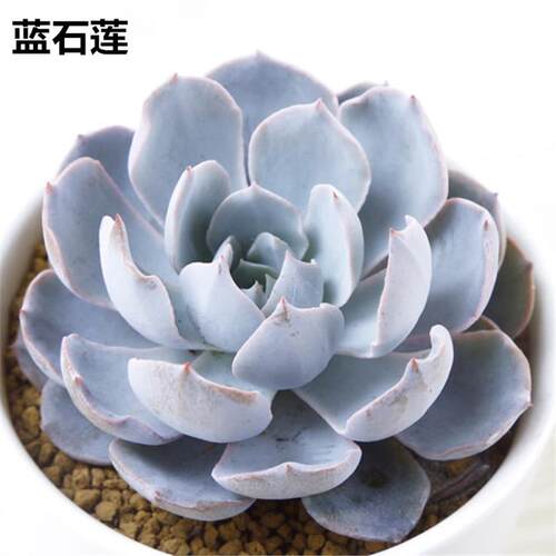 多肉植物蓝石莲 玉吊钟多肉 白姬之舞多肉 铭月多肉红叶祭赤鬼城