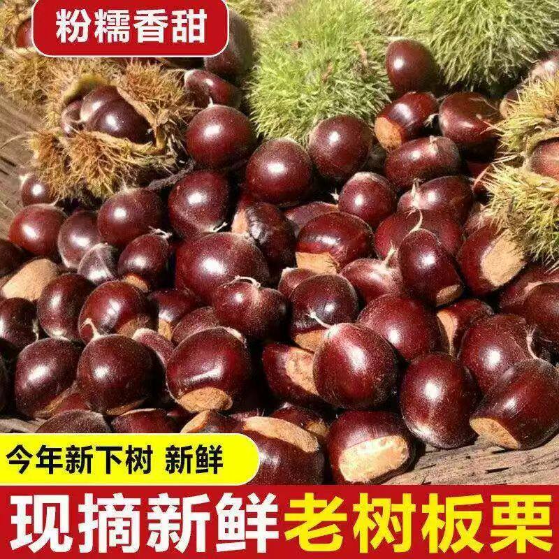 2026年新货老树新鲜板栗新下树新鲜生栗鲜板栗生板栗高山毛栗子