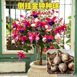 【下单立减50】八月新种-混色倒挂金钟种球盆栽花卉南北可种植ZF