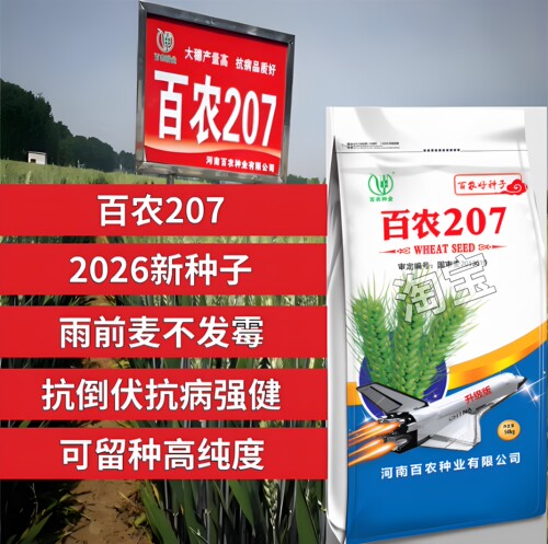 高产大穗百农207小麦种子耐高温抗冻抗病矮杆抗寒冬抗倒原装正品
