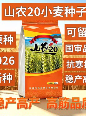 国审小麦种子山农20小麦种子原种高产小麦种子2026新种农科院正品