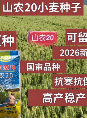 国审小麦种子山农20小麦种子原种高产小麦种子2026新种农科院正品