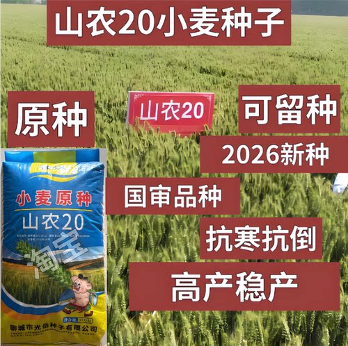 国审小麦种子山农20小麦种子原种高产小麦种子2026新种农科院正品