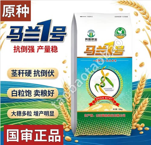 高产国审马兰一号小麦种子大麦穗品种抗倒冬小麦马兰一号麦种