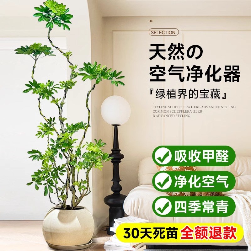造型鸭脚木客厅大盆栽室内落地式鸭掌木鹅掌柴四季常青大型绿植物