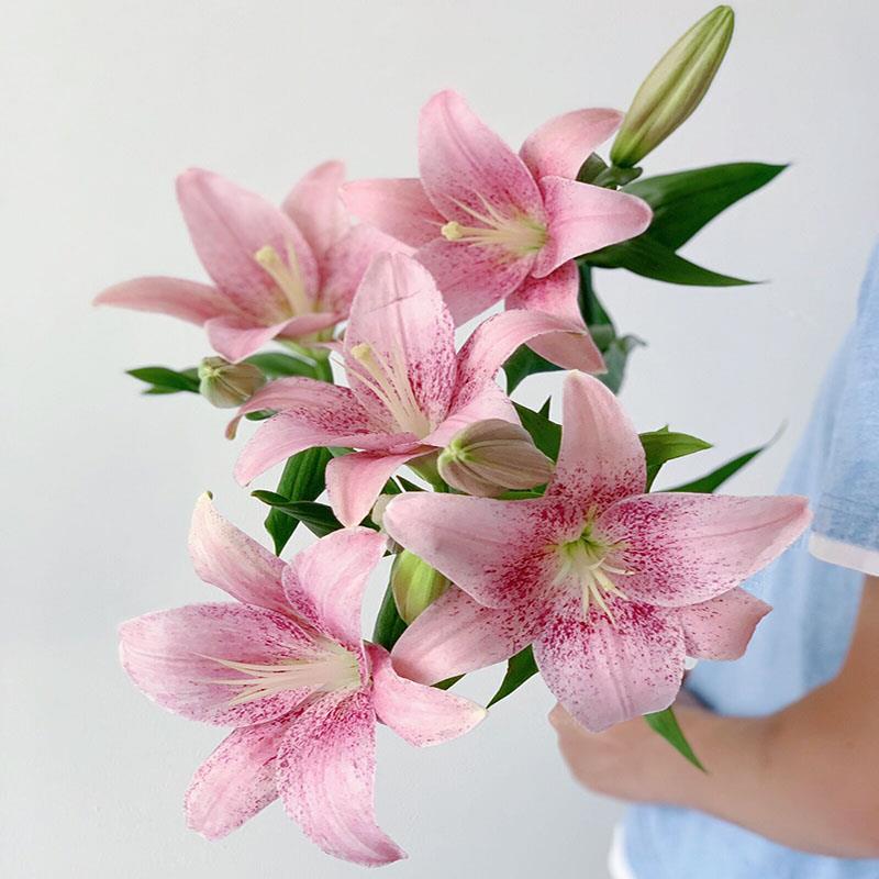 精致讨喜粉色小雀斑像画一般粉天使亚百合鲜花插花水养云南直发