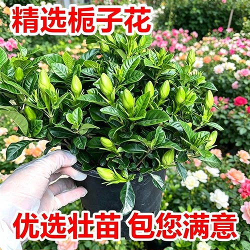 水培送肥栀子花桌面盆栽带花苞四季爆花室内客厅观赏绿植净化花卉