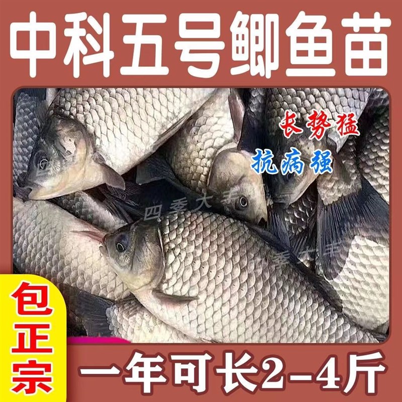 红鲤鱼苗淡水养殖兴国荷包红鲤鱼淡水养殖草鱼苗鲫鱼罗非鱼苗包活