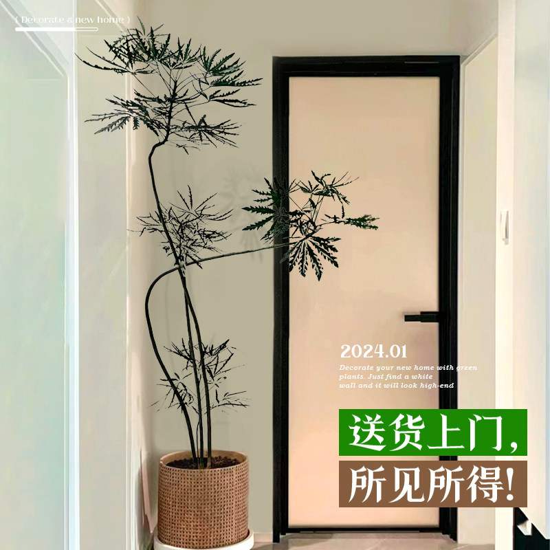 孔雀木绿植盆栽室内客厅植物大花盆办公室阳台绿植新房大型禄植