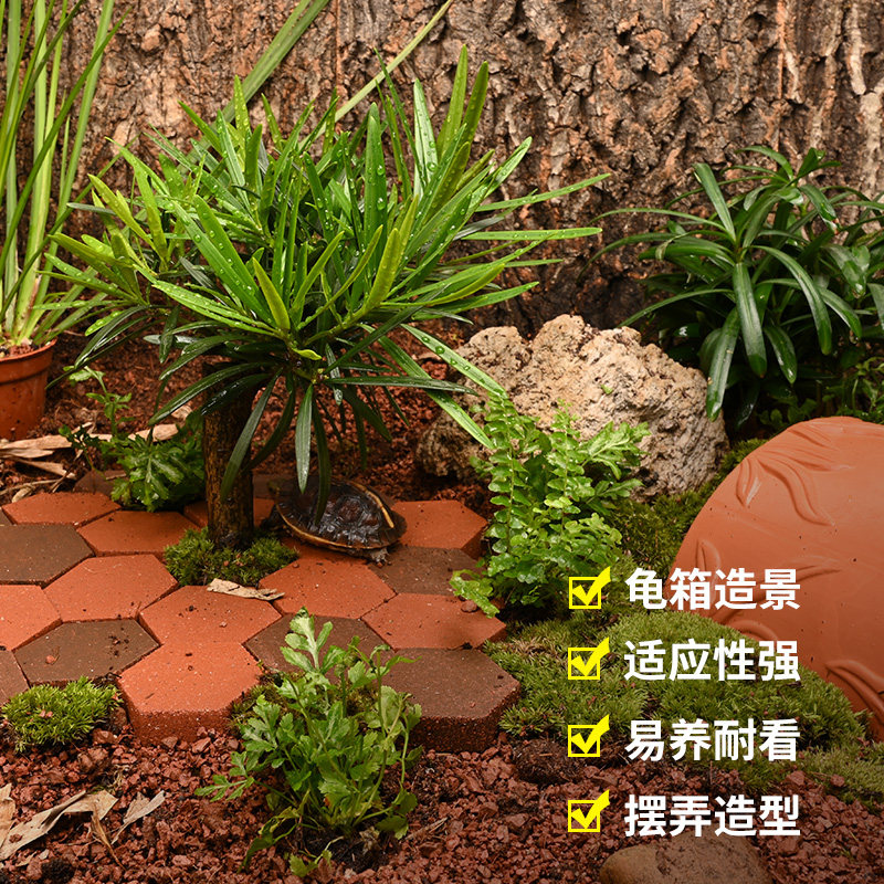 龟缸造景罗汉松植物龟箱生态专用绿植黄缘半水龟饲养环境种植专用图片