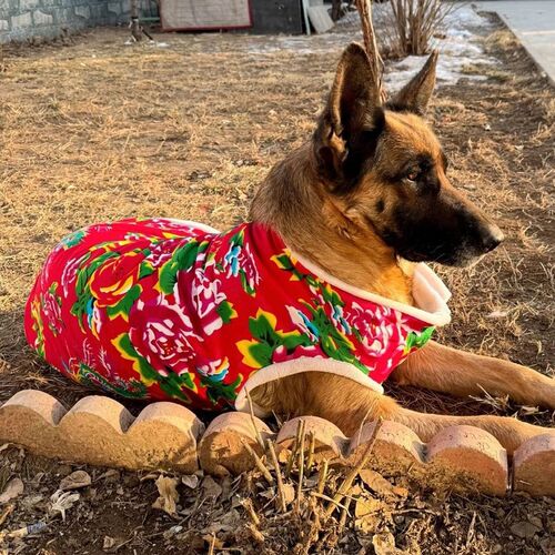 德国牧羊犬德牧专用狗狗东北大花棉袄秋冬天冬季加绒保暖马犬幼犬