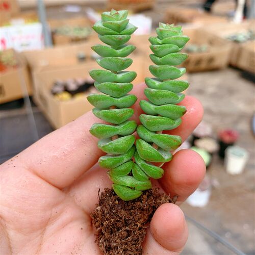 多肉植物钱串子钱多多玫瑰钱串牡丹钱串绿植盆栽