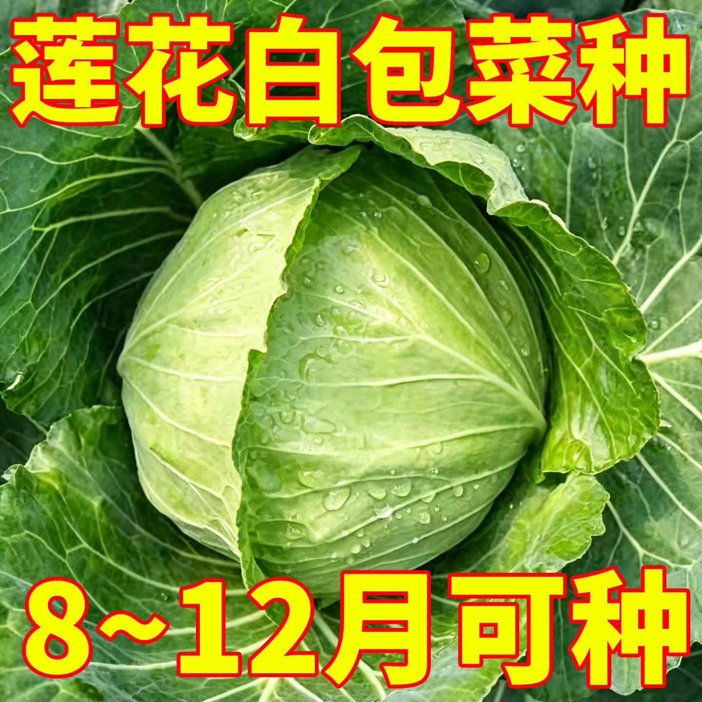 正宗莲花白包菜种子特大扁圆形包菜四季可种盆栽阳台小院种植秋播