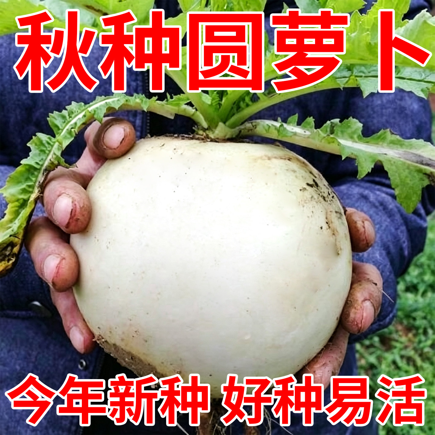 正宗春不老萝卜种子大圆白萝卜种籽秋季高产特大白皮冰糖水果萝卜