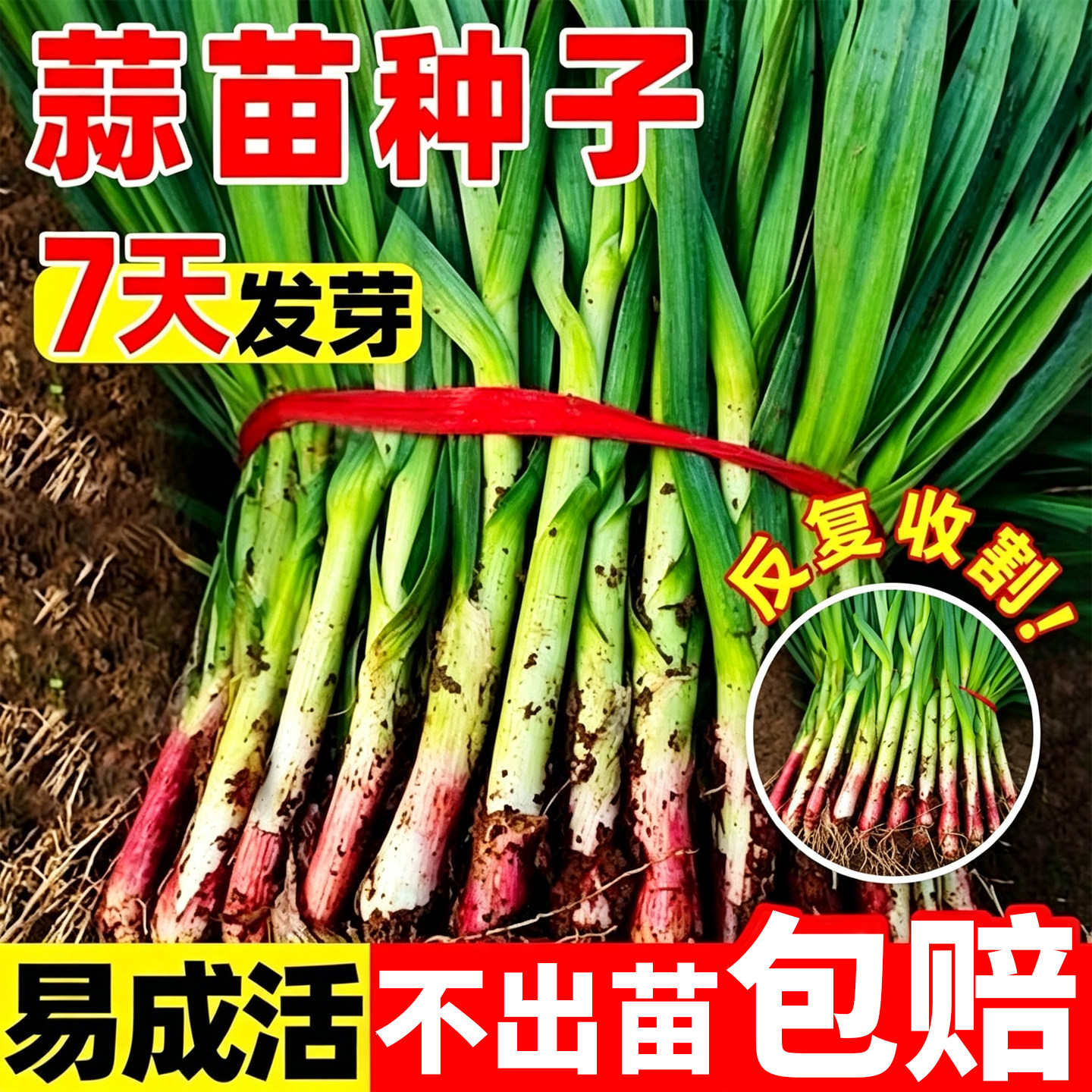 红根蒜苗种子红头蒜苗大蒜种籽四季可种阳台庭院盆栽蔬菜种籽易活