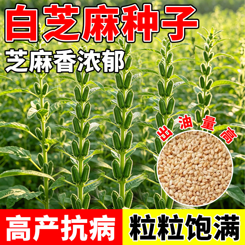 白芝麻种子芝麻种籽高出油率庭院菜种蔬菜种子高产抗病四季播种