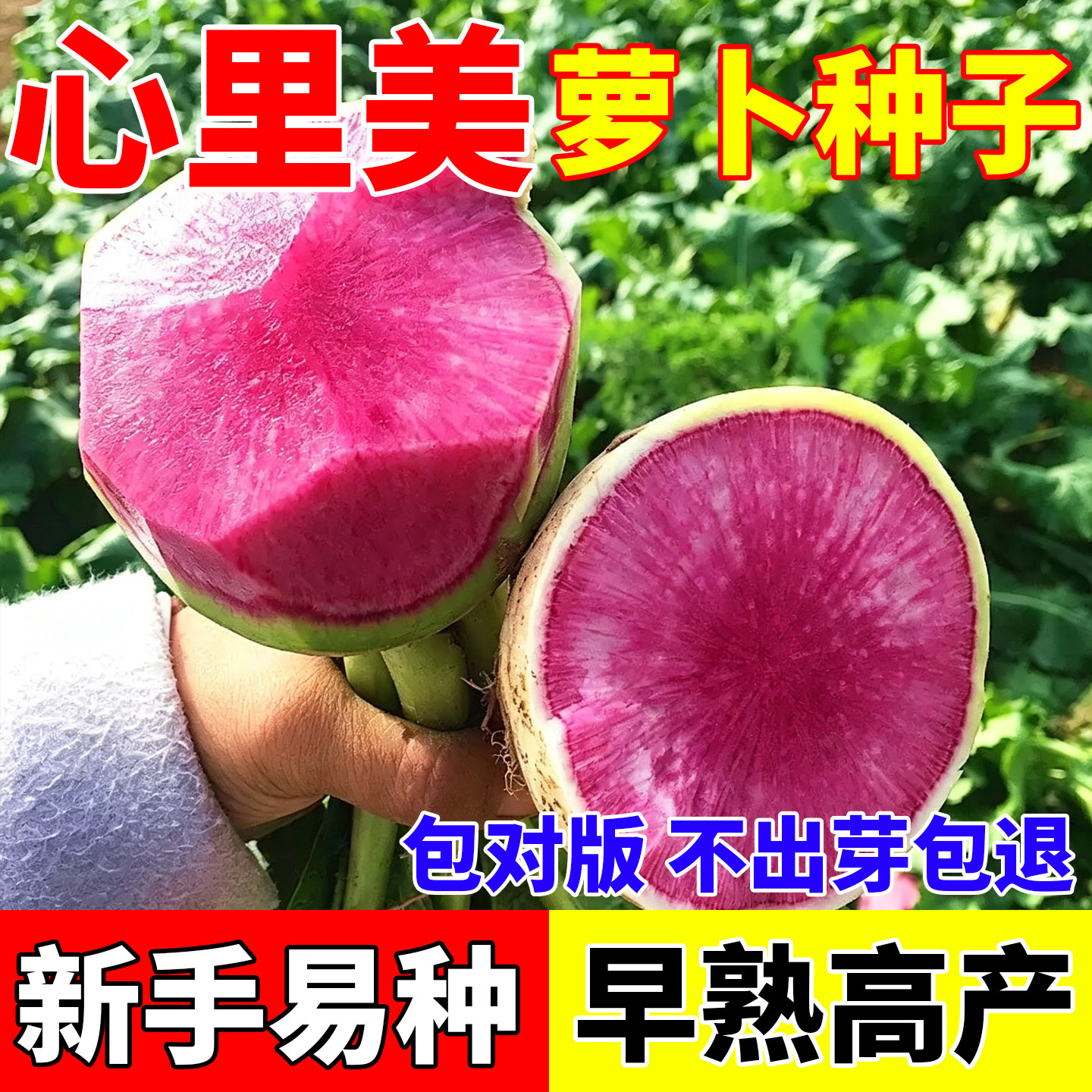心里美萝卜种子满堂红水果红心秋季红肉萝卜籽蔬菜种籽约400粒