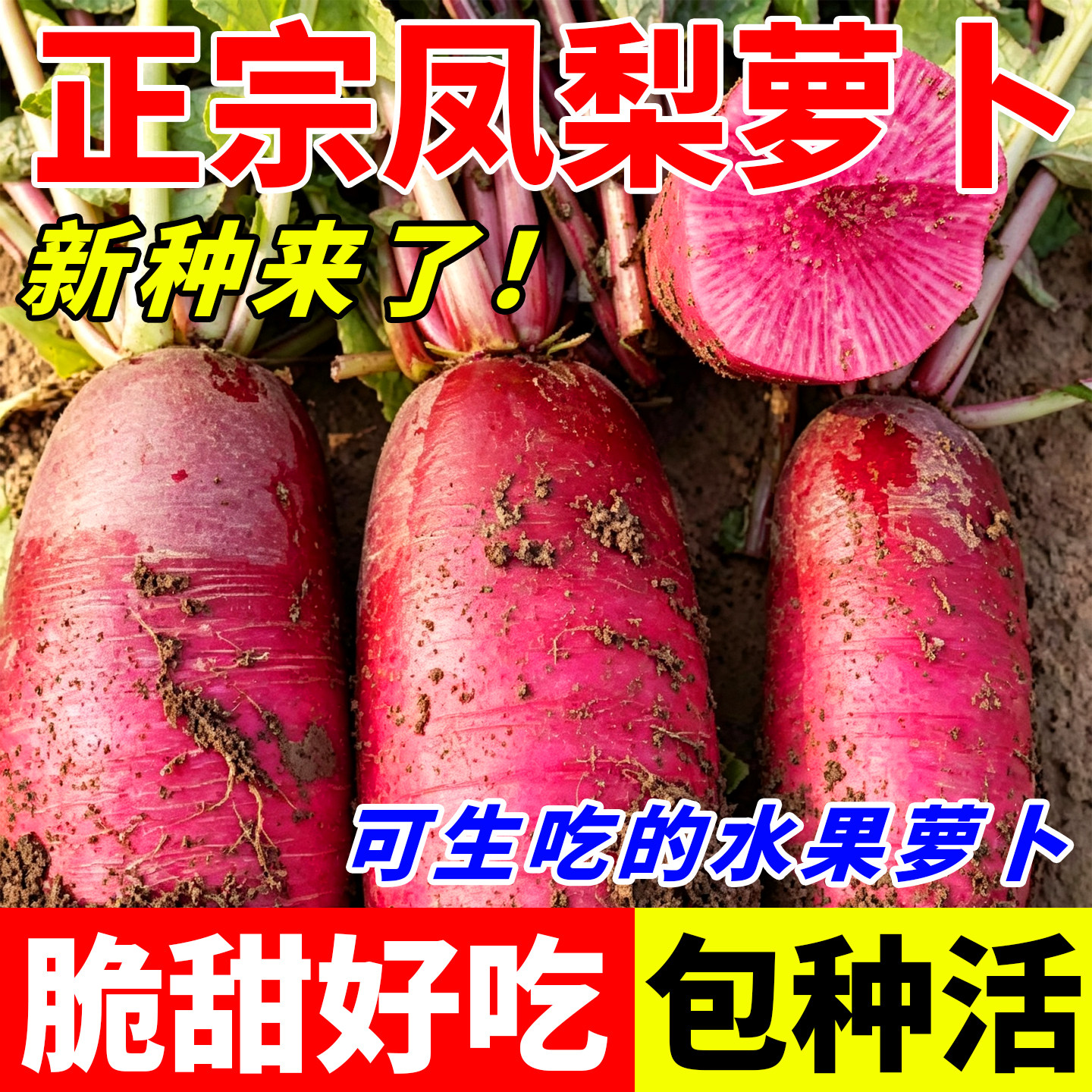 凤梨水果萝卜种籽大全红皮红心萝卜种子青水果萝卜四季阳台盆栽