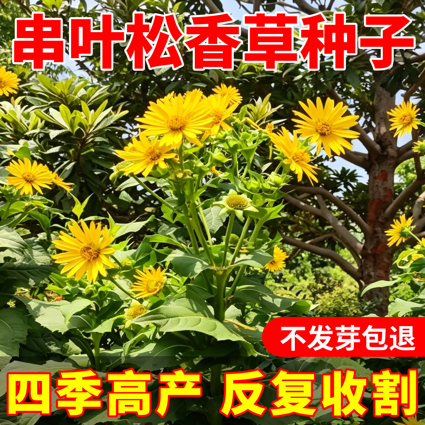 串叶松香草种子多年生牧草种籽猪牛羊畜禽牧草籽香槟菊花草约50粒