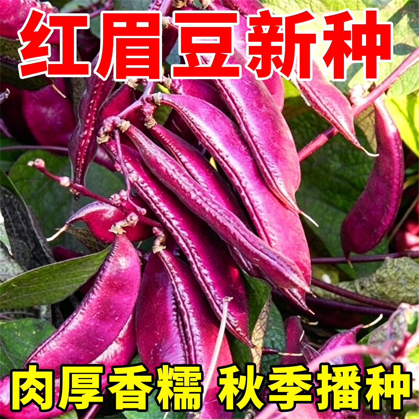 正宗扁豆紫红眉豆种春秋冬季扁眉豆角种子阳台四季蔬菜种子大全