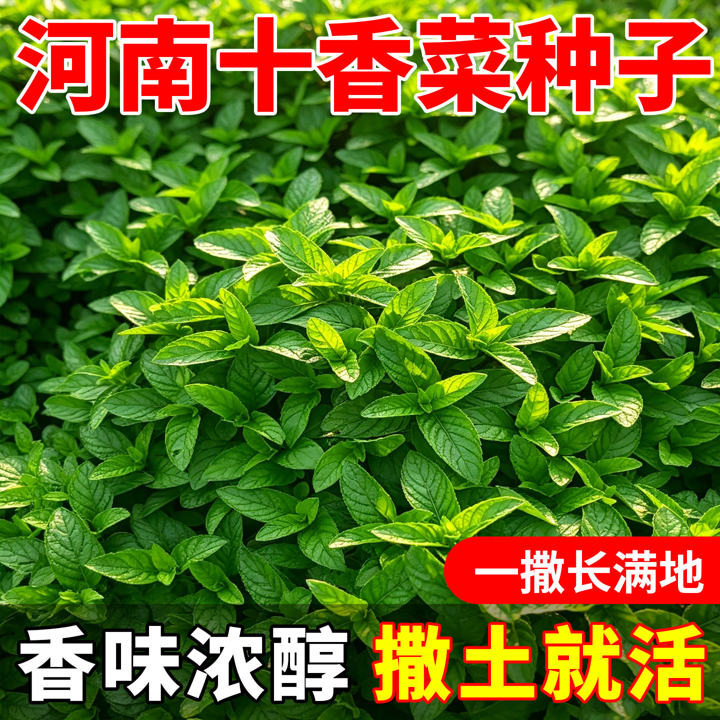河南正宗十香菜种子石香菜种子驱蚊食用鱼香菜草四季可种蔬菜种籽