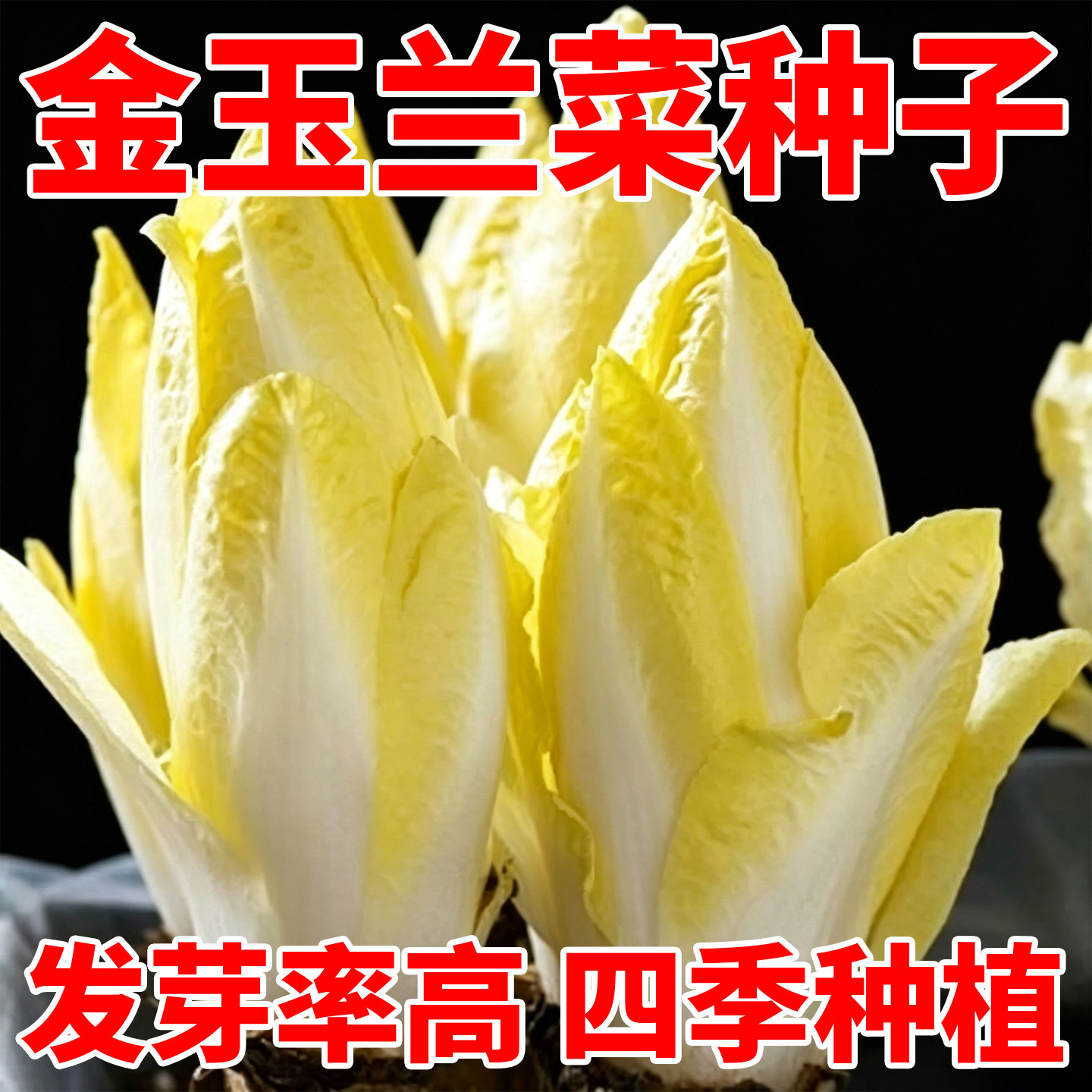 金玉兰菜种子软化菊苣苦苣种子菜根种四季阳台蔬菜苗秧苗四季耐寒