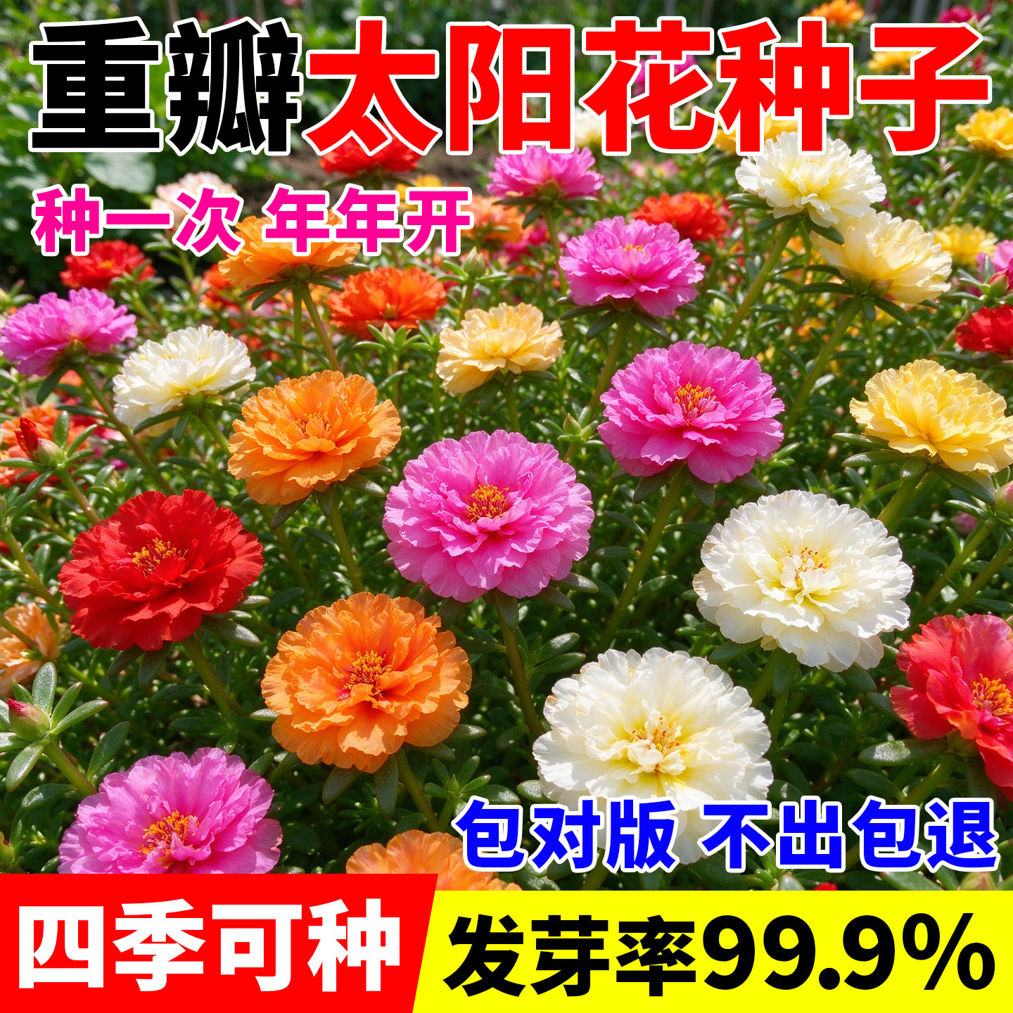 重瓣太阳花种孑花种籽子多色大花室内大花花卉矮花花籽播种