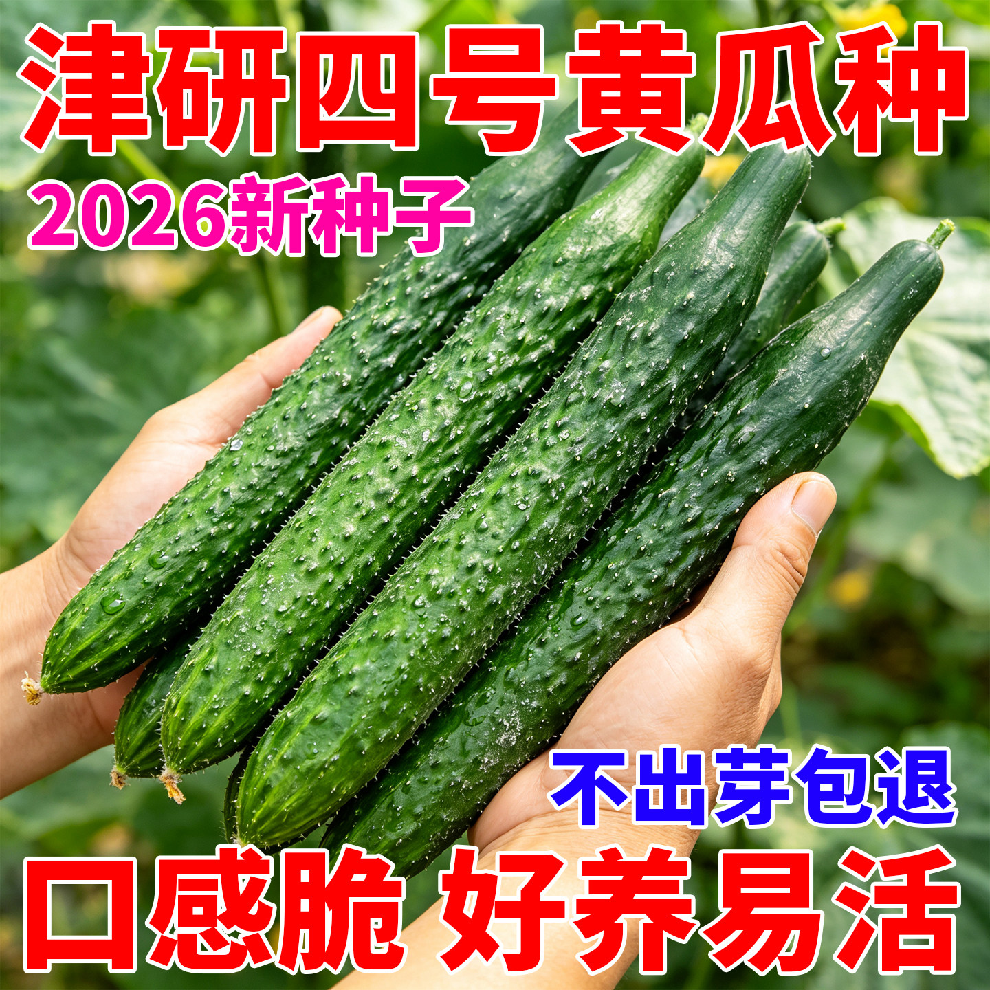 津研四号黄瓜种子四季播种黄瓜籽水果黄瓜种子庭院阳台盆栽青瓜籽
