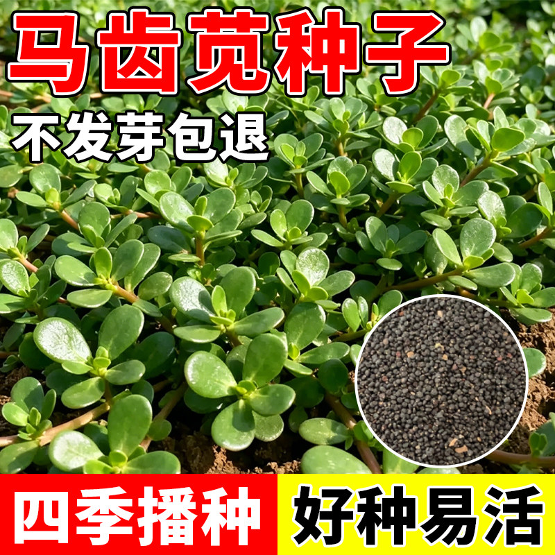马齿苋种子马芷苋籽太阳花可食用野菜种籽庭院阳台盆栽好种易活