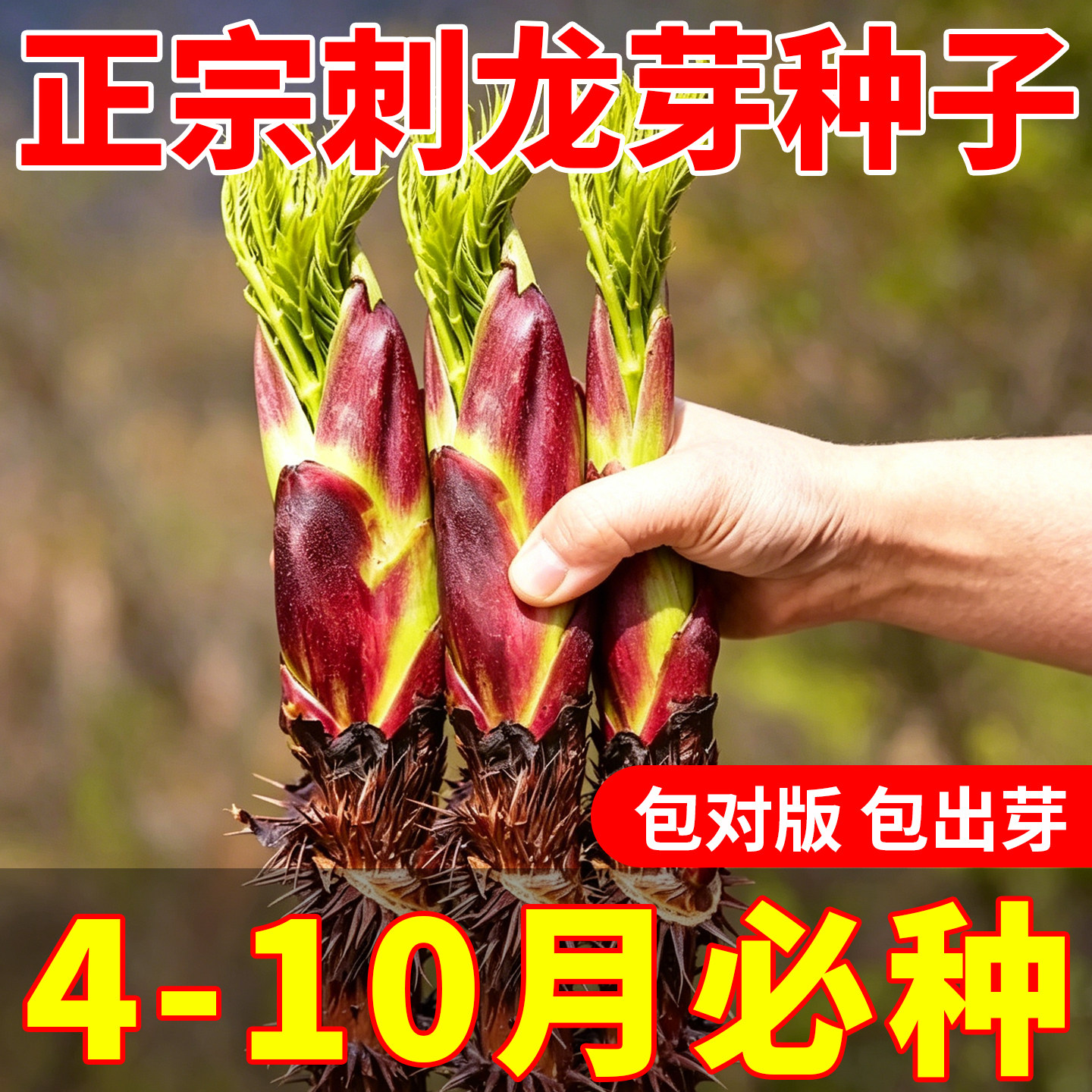 刺龙芽种子东北特色山野刺龙苞芽菜籽四季可种蔬菜种籽阳台小院种