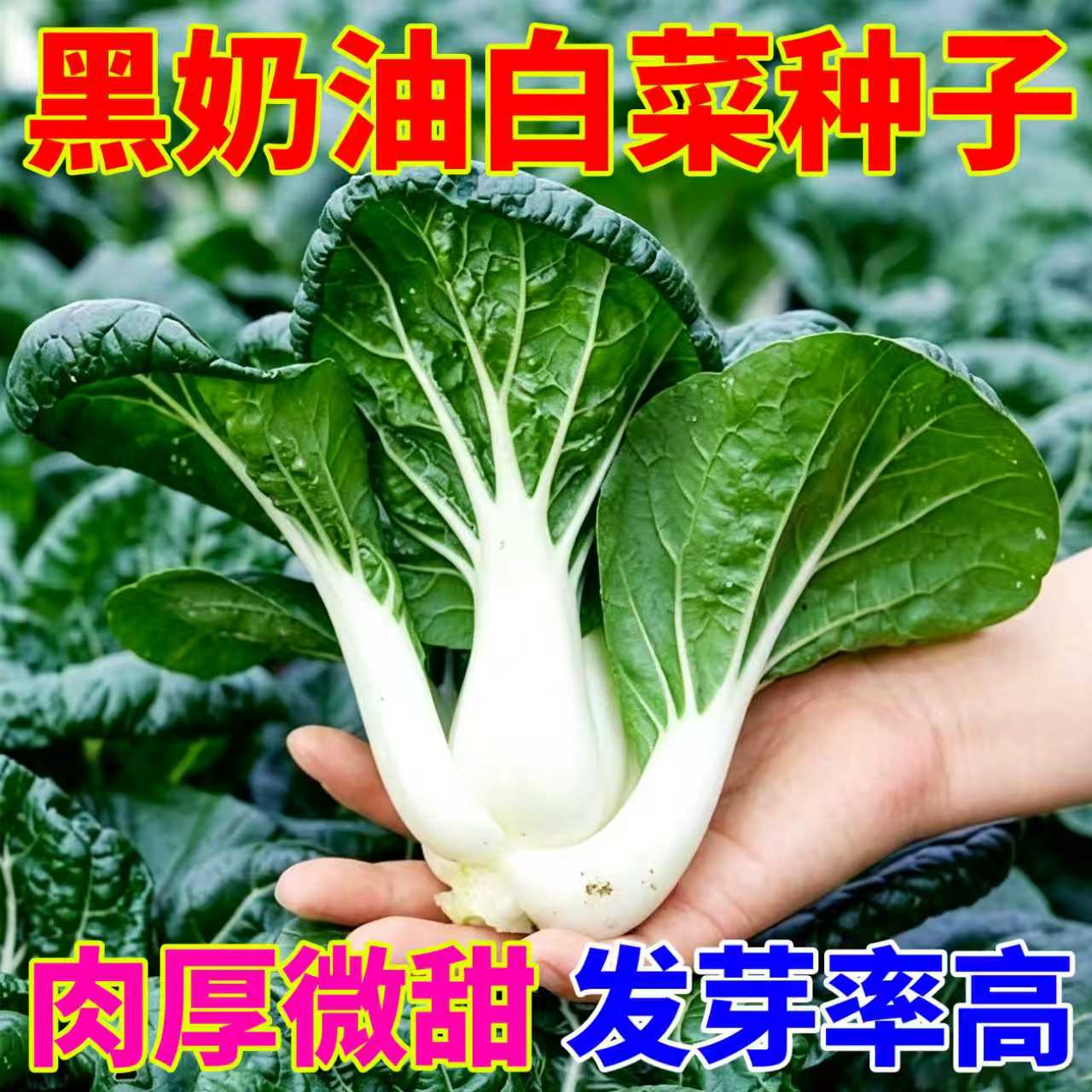 【家庭蔬菜种子】黑油奶白菜种子乌塌小白菜秋播阳台盆栽菜园地栽