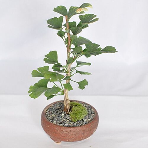 微型银杏盆景观叶植物 白果树桩盆栽花卉 精品造型银杏盆栽 适用