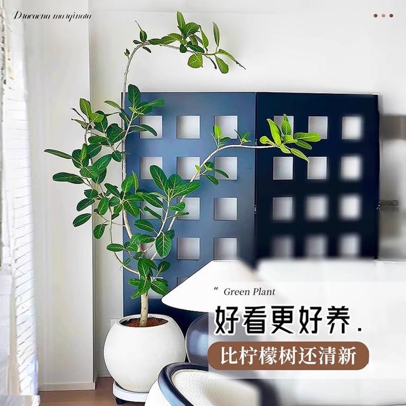 孟加拉榕树绿植高级感客厅盆栽室内大型高端真树电视机旁落地大号