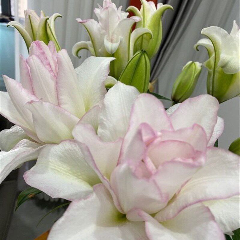高级大朵AA级冰美人百合甜蜜约会重瓣百合鲜花插花水养云南直发