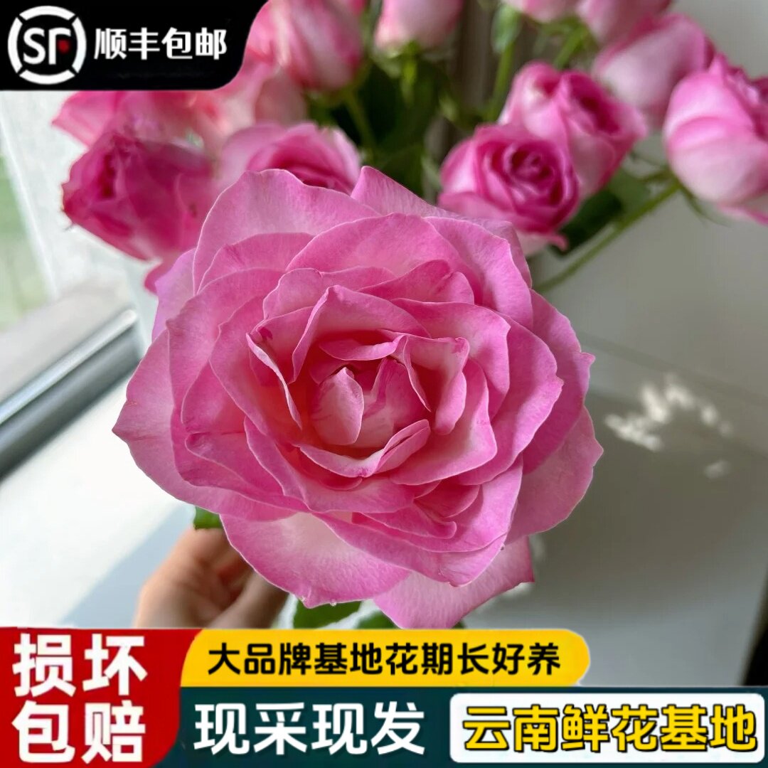 方德雪山玫瑰水养真花顺丰包邮