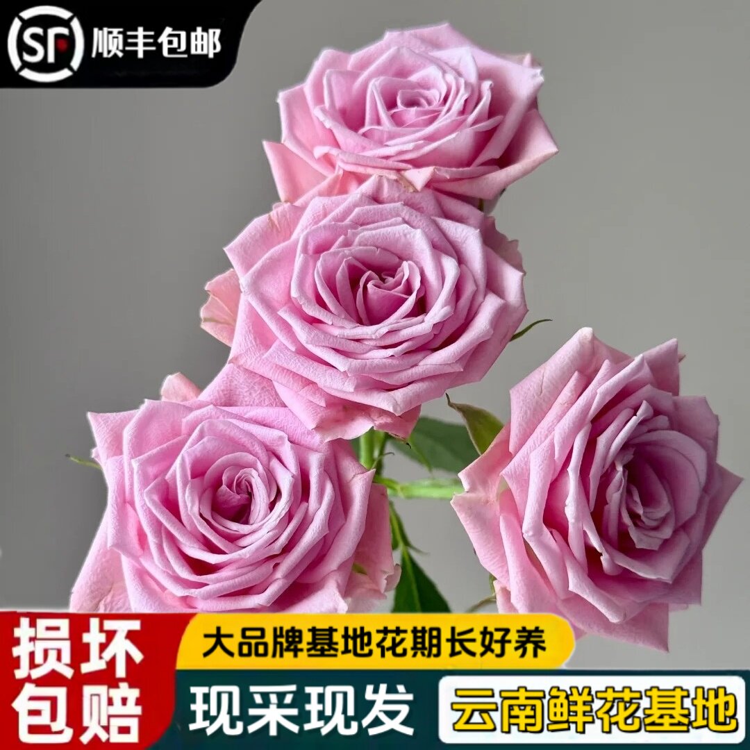 方德甜心玫瑰鲜切花顺丰包邮