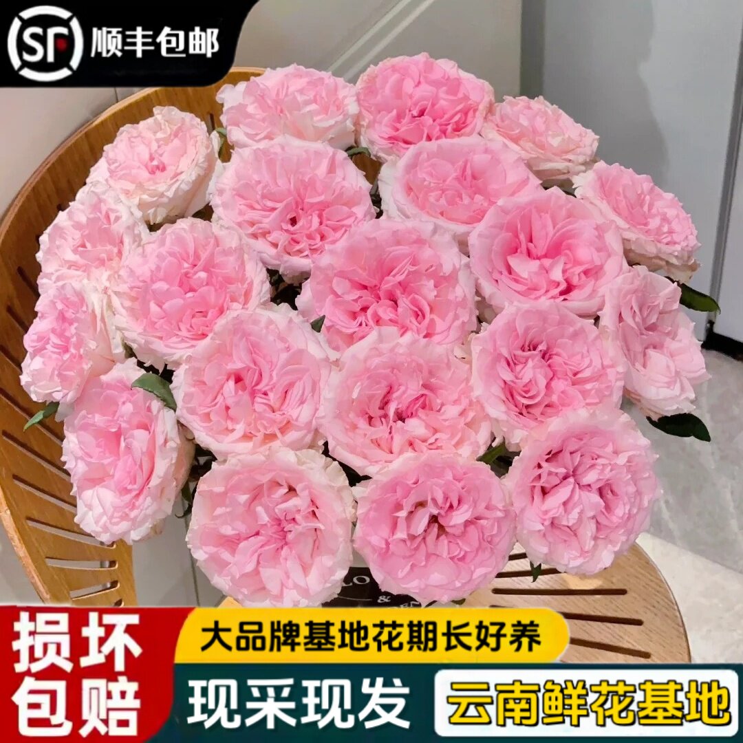 云南云天化基地洛神粉玫瑰新鲜现