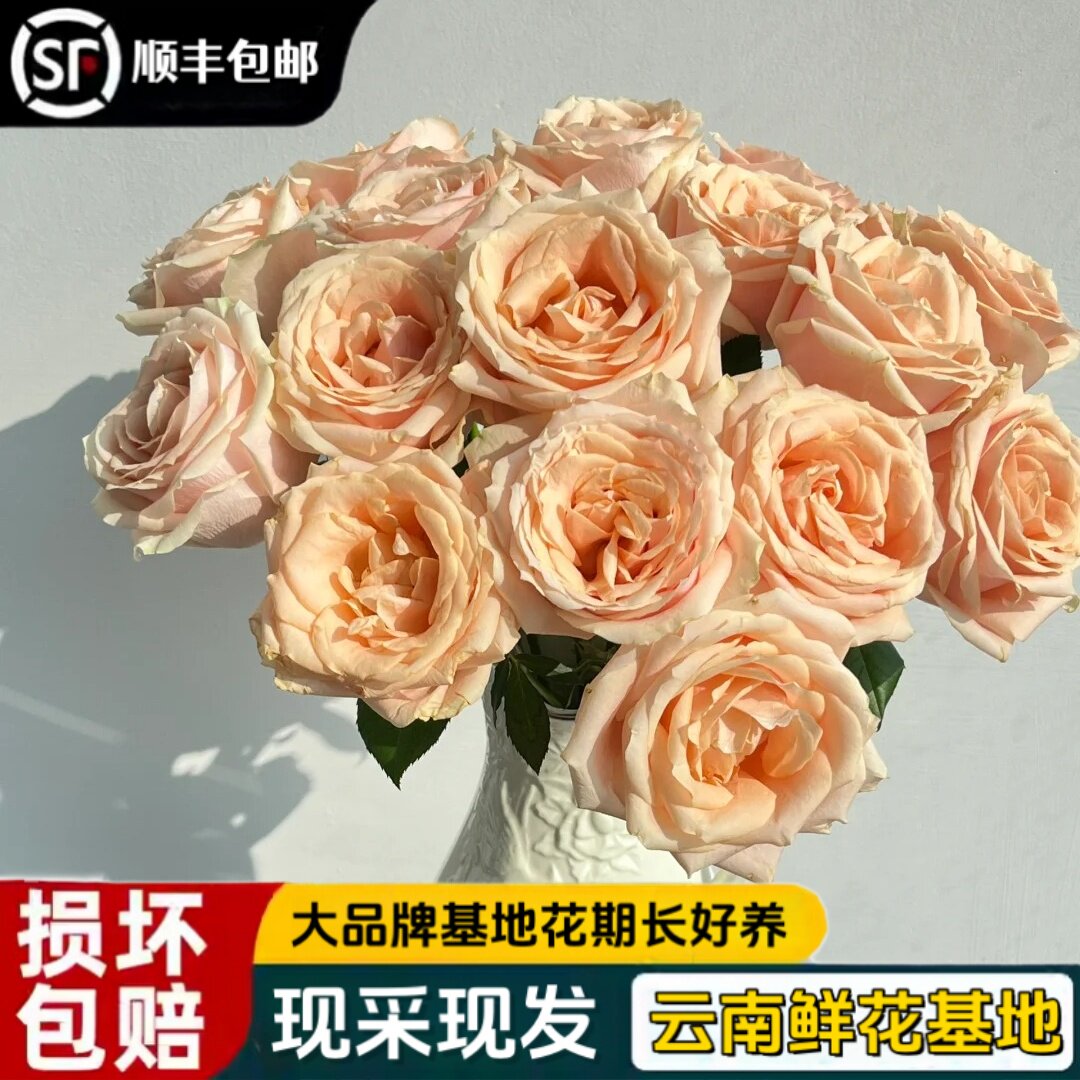 【顺丰包邮】云南方德胭脂玫瑰鲜花水养真花特价新鲜现采现发