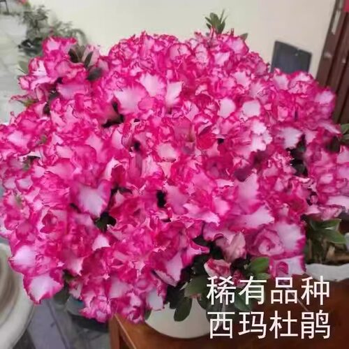 客厅绿植办公室杜鹃花盆栽苗