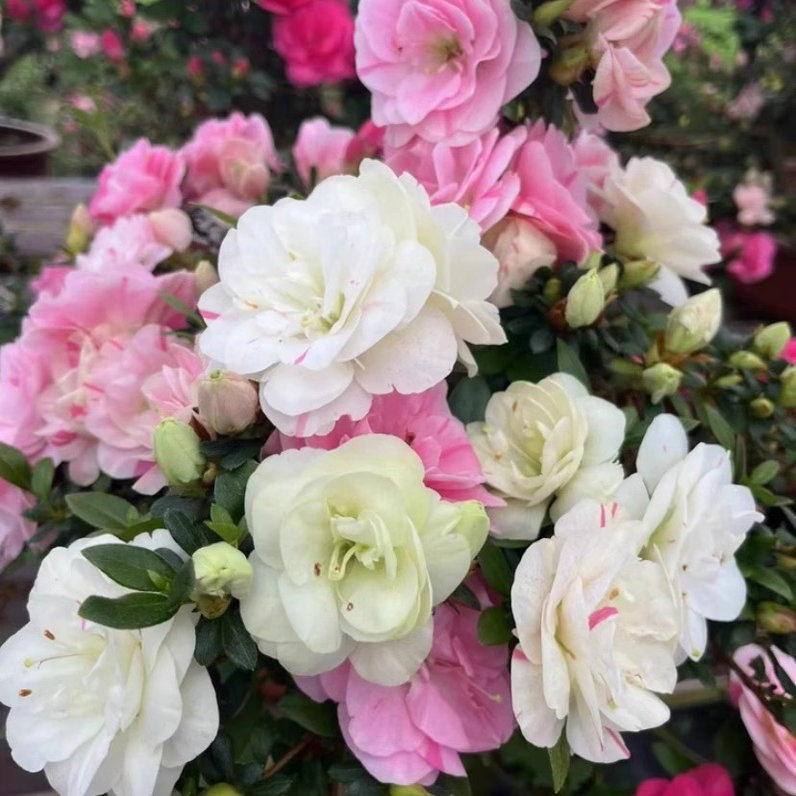 皋月杜鹃花日本进口盆栽花卉庭院阳台耐寒耐旱好养活树苗稀缺品种,鲜花速递/花卉仿真/绿植园艺,绣球/木绣球/木本植物,淘宝优惠券,粉丝福利购,淘宝优惠卷