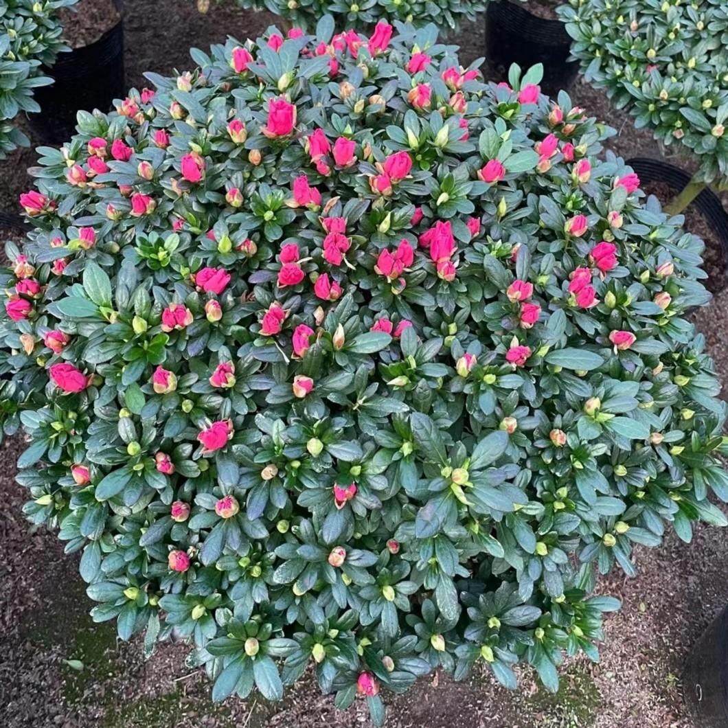 杜鹃花盆栽带花苞老桩树四季开花植物室内外阳台别墅庭院红色花卉,鲜花速递/花卉仿真/绿植园艺,时令草本花卉,淘宝优惠券,粉丝福利购,淘宝优惠卷