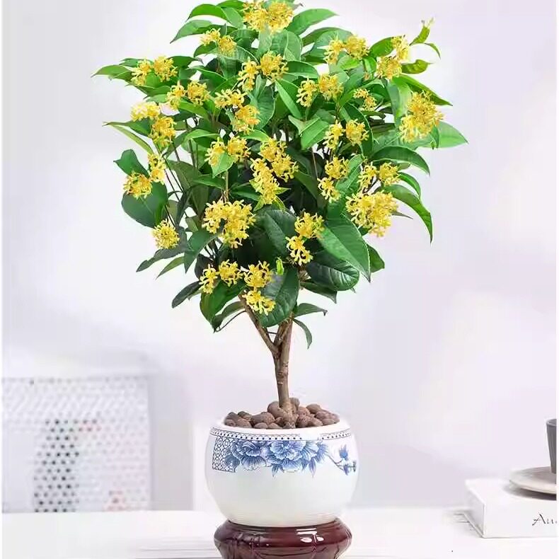 四季桂花树盆栽带花盆老桩大树苗室外地栽室内阳台好养盆景浓香型