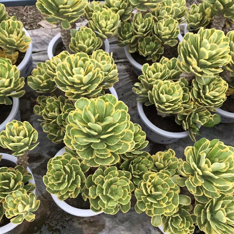 扇贝麒麟大型植物大戟科沙生类贝信麒麟多肉植物室外庭院阳台盆栽