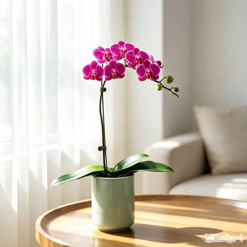 紫色蝴蝶兰盆栽带花剑花苞 室内桌面花卉 四季开花好养兰花绿植