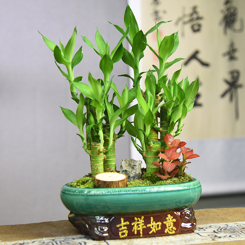 双拼富贵竹盆栽节节高室内中式盆景桌面装饰植物四季常青好养礼品