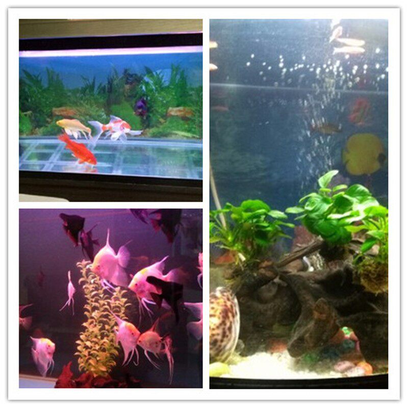 水族专用鱼缸灯三基色T8灯管灯胆粉红蓝白色光10/15/20/25/30/40W